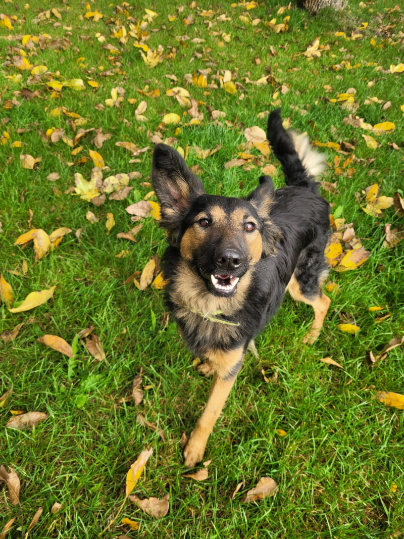 16/16 Zima to trudny czas dla psów w schronisku. Zaadoptuj czworonoga
