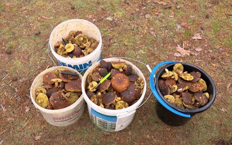 3/6 Wysyp grzybów w lasach koło Gorzowa