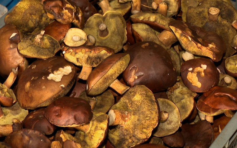 4/6 Wysyp grzybów w lasach koło Gorzowa