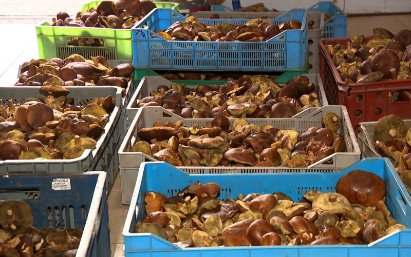 5/6 Wysyp grzybów w lasach koło Gorzowa