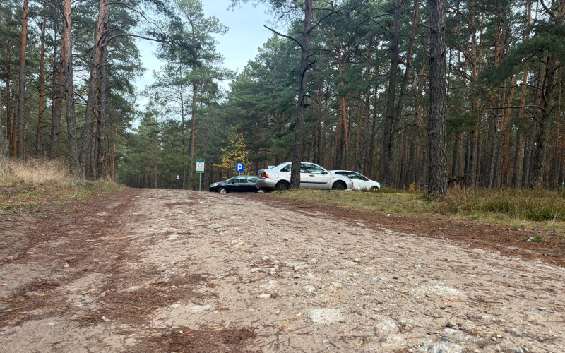 6/6 Wysyp grzybów w lasach koło Gorzowa