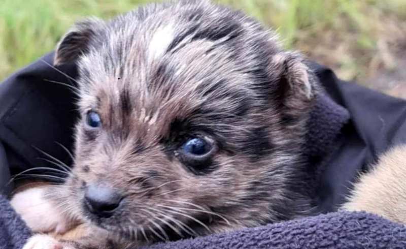 3/9 Szczeniaczki porzucone w lesie koło Gorzowa