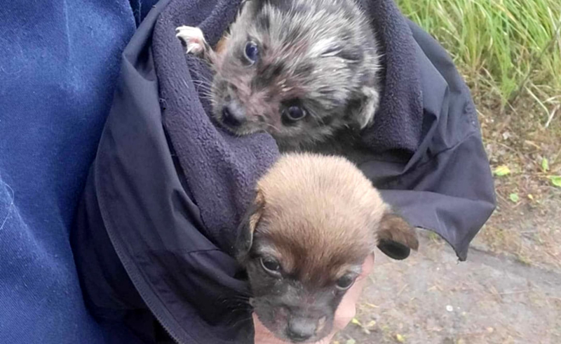 4/9 Szczeniaczki porzucone w lesie koło Gorzowa