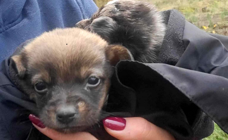 5/9 Szczeniaczki porzucone w lesie koło Gorzowa