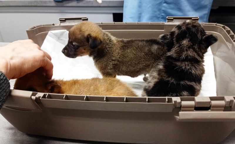 7/9 Szczeniaczki porzucone w lesie koło Gorzowa