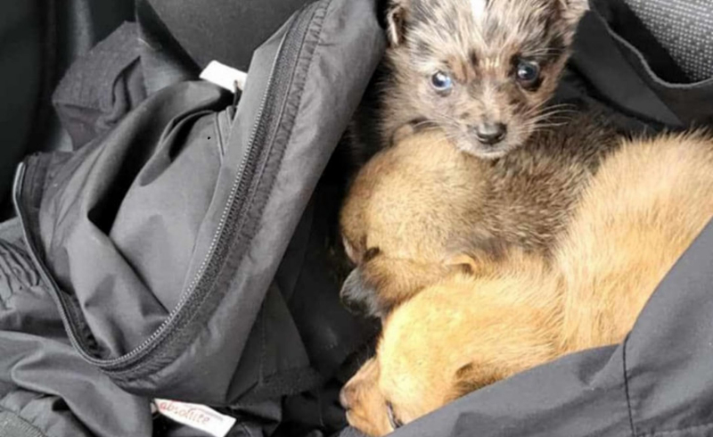 8/9 Szczeniaczki porzucone w lesie koło Gorzowa