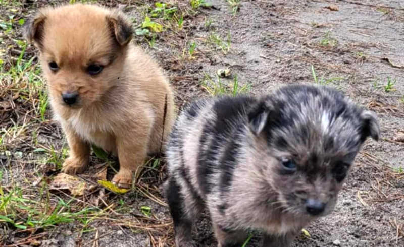 9/9 Szczeniaczki porzucone w lesie koło Gorzowa