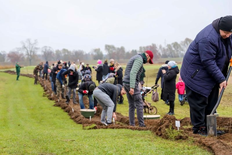 6/13 Akcja sadzenia drzew RośnijMy w Gorzowie
