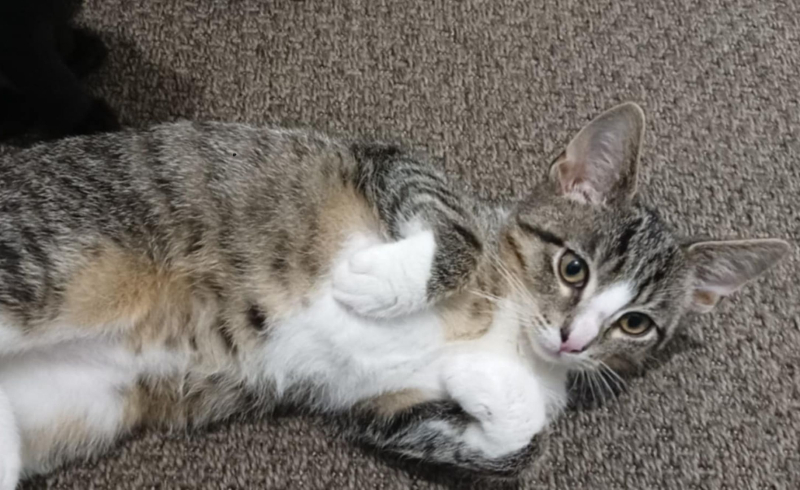 3/5 „Świąteczna paka dla anacondziaka” – pomóż kociakom poczuć magię świąt!