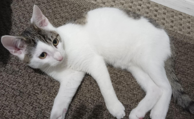 4/5 „Świąteczna paka dla anacondziaka” – pomóż kociakom poczuć magię świąt!