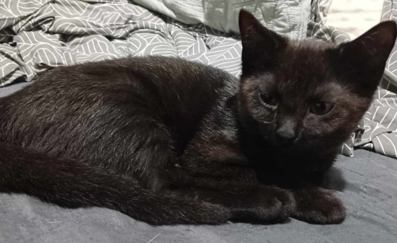 5/5 „Świąteczna paka dla anacondziaka” – pomóż kociakom poczuć magię świąt!