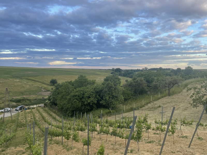 3/12 Młode wino i smaki nowomarchijskie – wyjątkowy wieczór w Winnicy Vineas Montis w Santoku