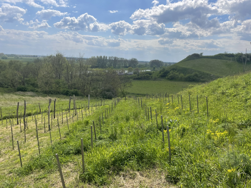 4/12 Młode wino i smaki nowomarchijskie – wyjątkowy wieczór w Winnicy Vineas Montis w Santoku