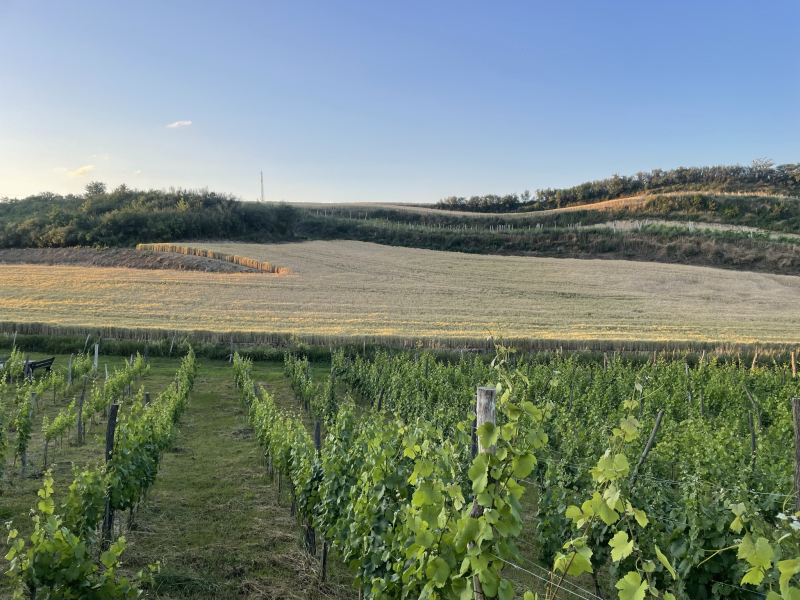 6/12 Młode wino i smaki nowomarchijskie – wyjątkowy wieczór w Winnicy Vineas Montis w Santoku