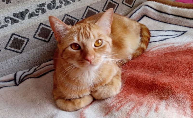 3/10 Zwierzaki z Anacondy czekają na Mikołaja