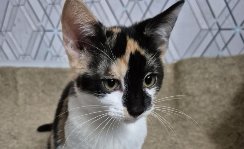 4/10 Zwierzaki z Anacondy czekają na Mikołaja