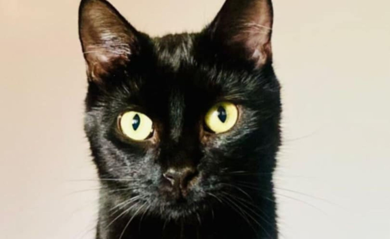 5/10 Zwierzaki z Anacondy czekają na Mikołaja