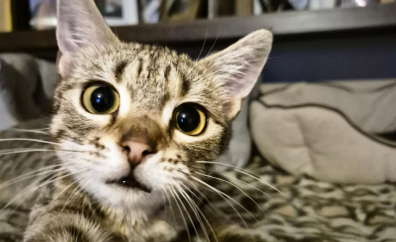 6/10 Zwierzaki z Anacondy czekają na Mikołaja