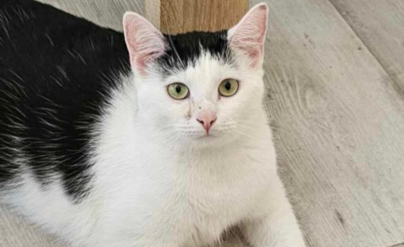 7/10 Zwierzaki z Anacondy czekają na Mikołaja