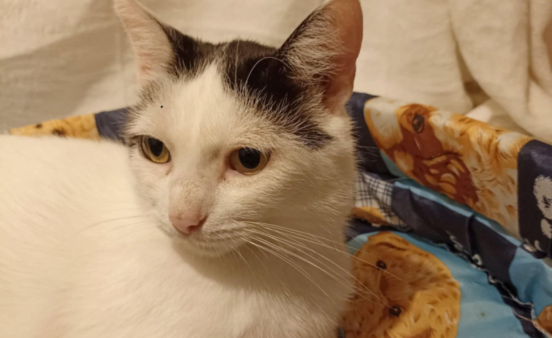 8/10 Zwierzaki z Anacondy czekają na Mikołaja