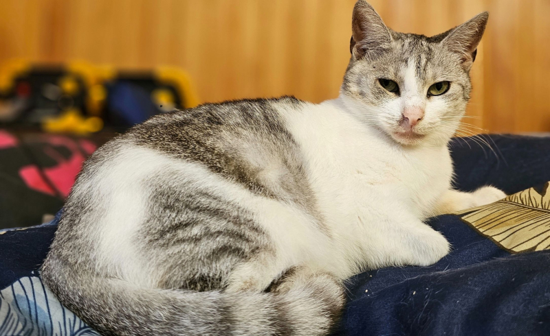 9/10 Zwierzaki z Anacondy czekają na Mikołaja