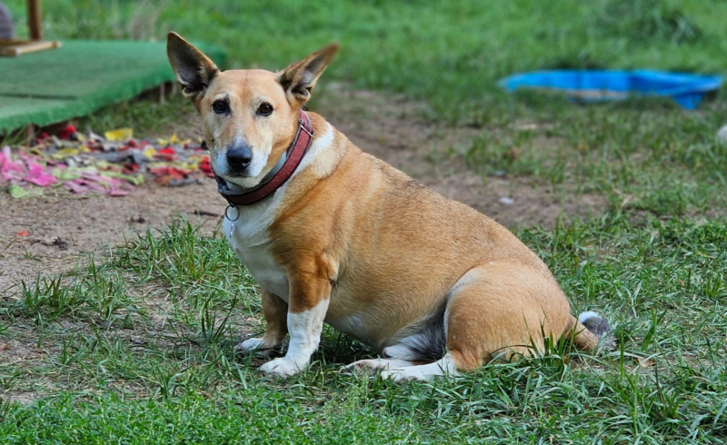 10/10 Zwierzaki z Anacondy czekają na Mikołaja