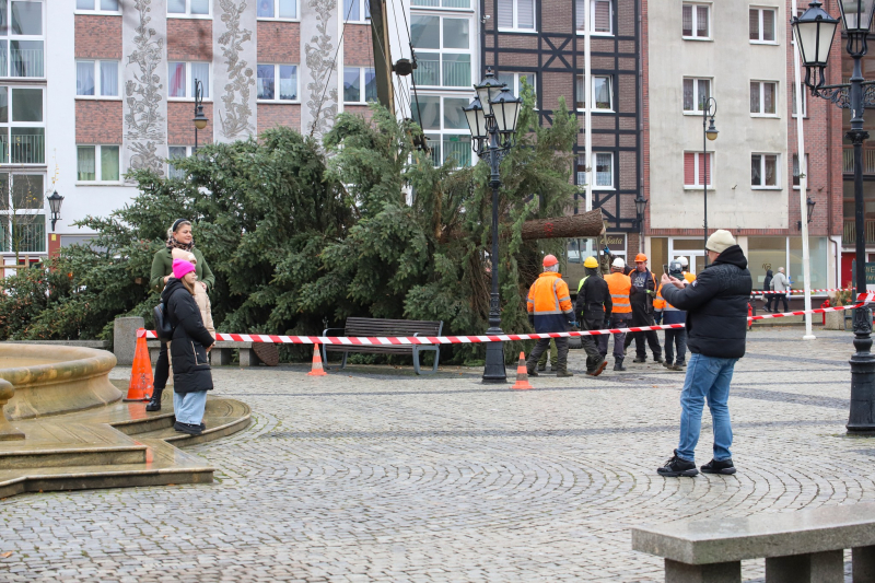 3/8 Żywa choinka stanęła na Starym Rynku