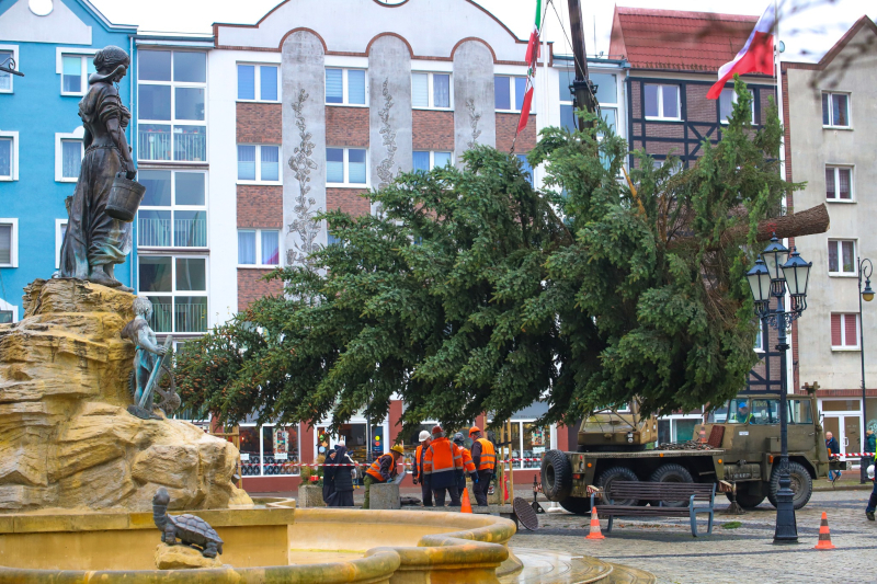 4/8 Żywa choinka stanęła na Starym Rynku