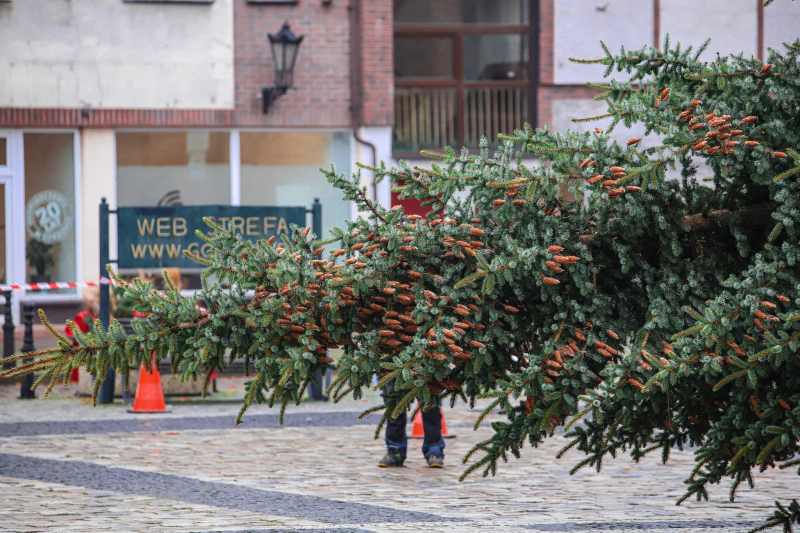 5/8 Żywa choinka stanęła na Starym Rynku