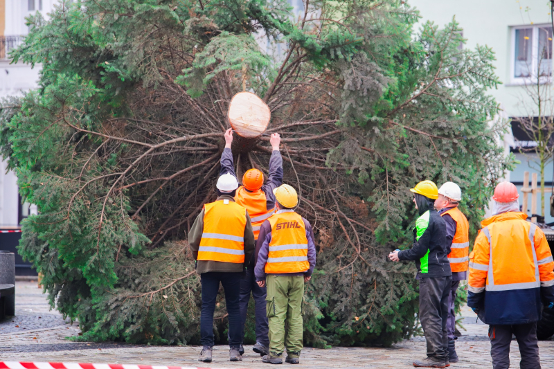 6/8 Żywa choinka stanęła na Starym Rynku
