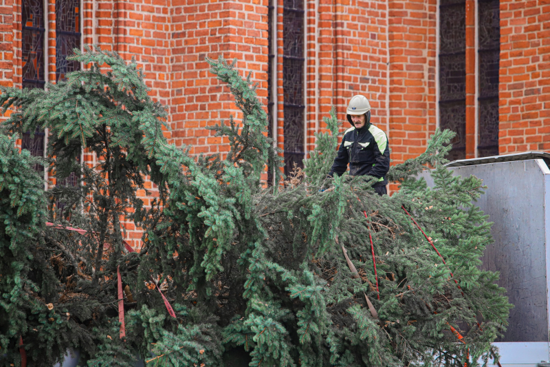 7/8 Żywa choinka stanęła na Starym Rynku