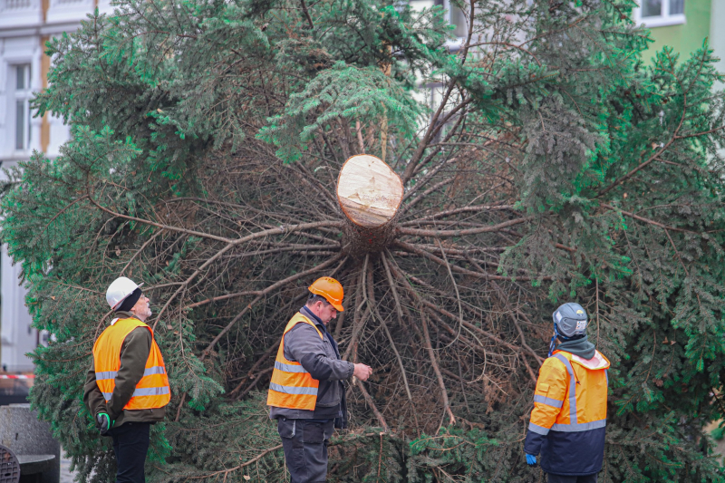8/8 Żywa choinka stanęła na Starym Rynku