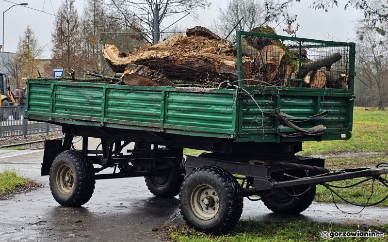 4/15 Wycinka drzew przy ul. Walczaka w Gorzowie