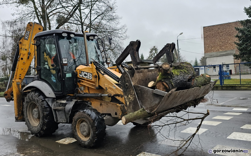 8/15 Wycinka drzew przy ul. Walczaka w Gorzowie