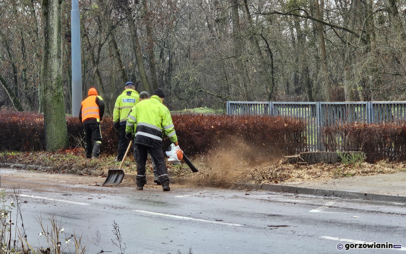 11/15 Wycinka drzew przy ul. Walczaka w Gorzowie