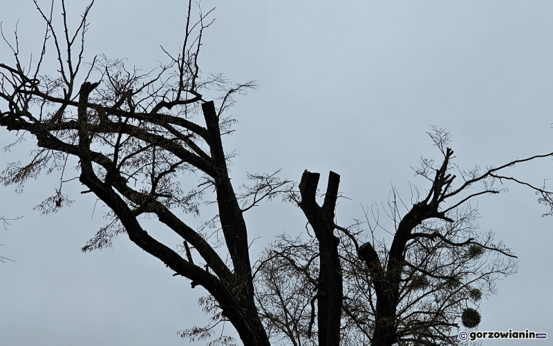 13/15 Wycinka drzew przy ul. Walczaka w Gorzowie