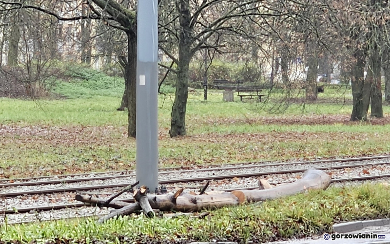 14/15 Wycinka drzew przy ul. Walczaka w Gorzowie