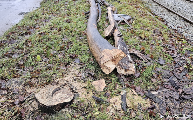 15/15 Wycinka drzew przy ul. Walczaka w Gorzowie