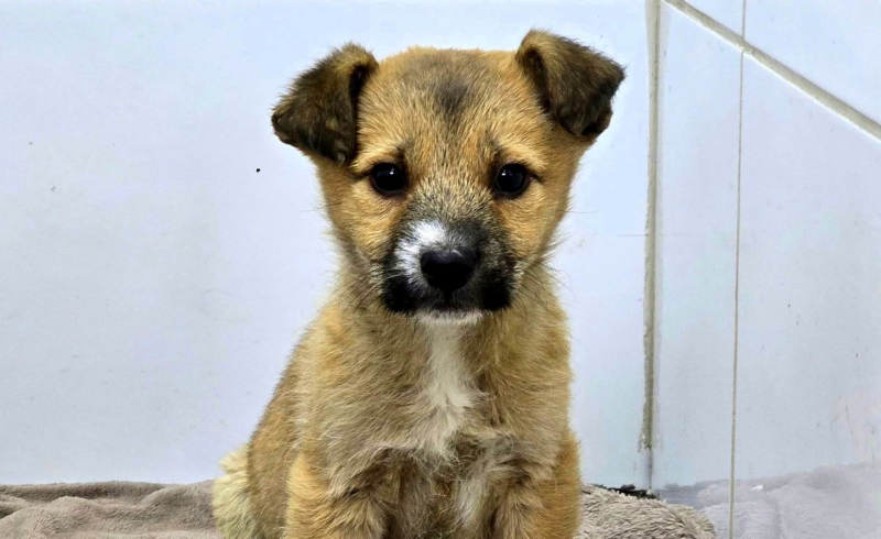 3/7 Porzucone szczeniaczki do adopcji