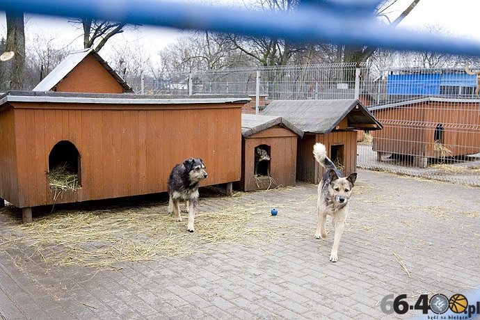 1/20 Gorzów: Schronisko dla bezdomnych zwierząt