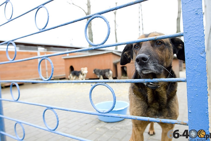 2/20 Gorzów: Schronisko dla bezdomnych zwierząt