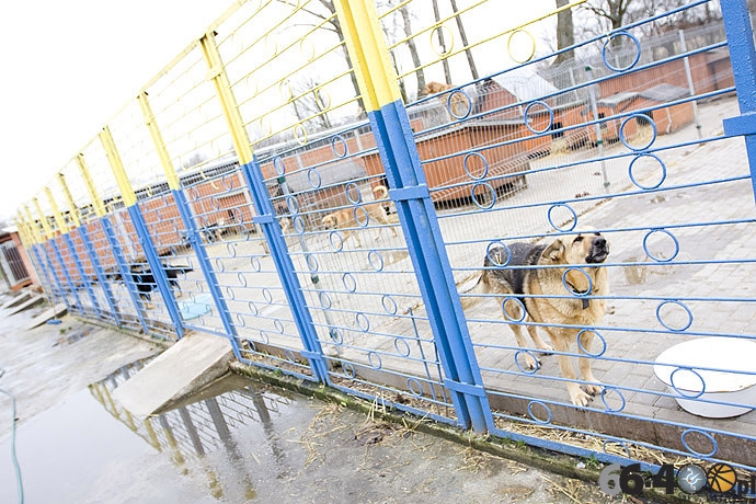3/20 Gorzów: Schronisko dla bezdomnych zwierząt