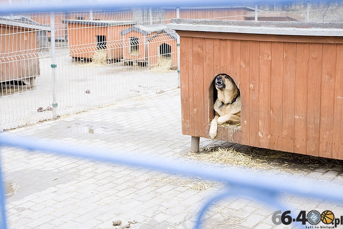 5/20 Gorzów: Schronisko dla bezdomnych zwierząt