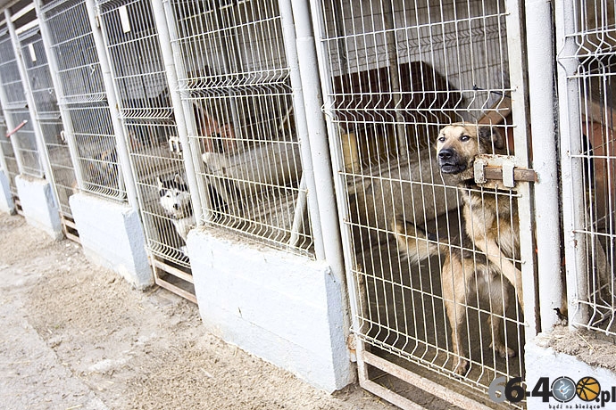6/20 Gorzów: Schronisko dla bezdomnych zwierząt