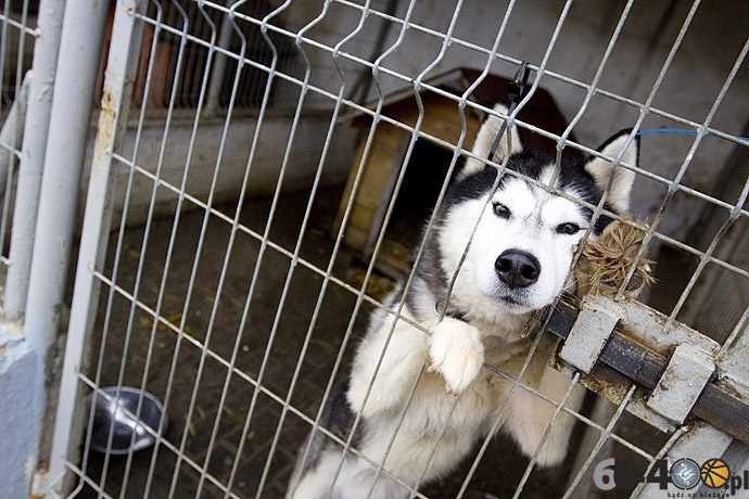 7/20 Gorzów: Schronisko dla bezdomnych zwierząt