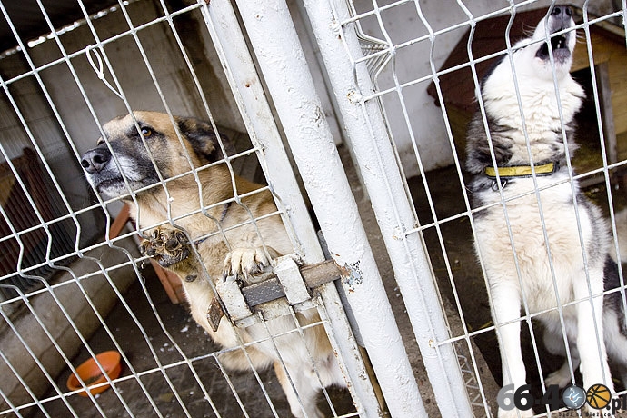 8/20 Gorzów: Schronisko dla bezdomnych zwierząt
