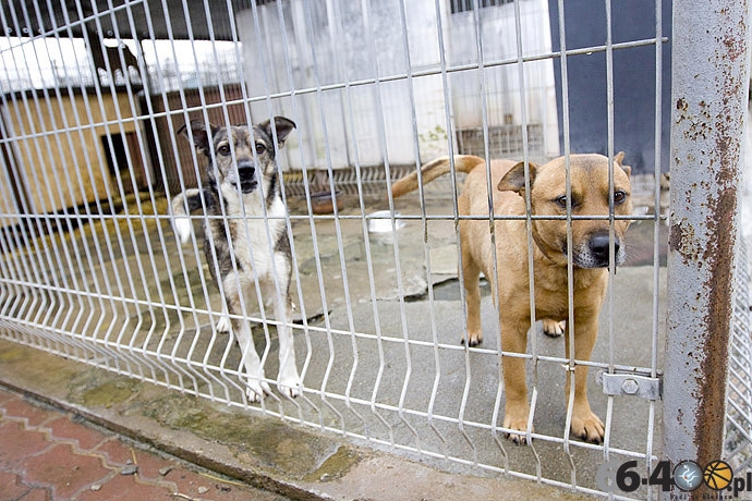 9/20 Gorzów: Schronisko dla bezdomnych zwierząt