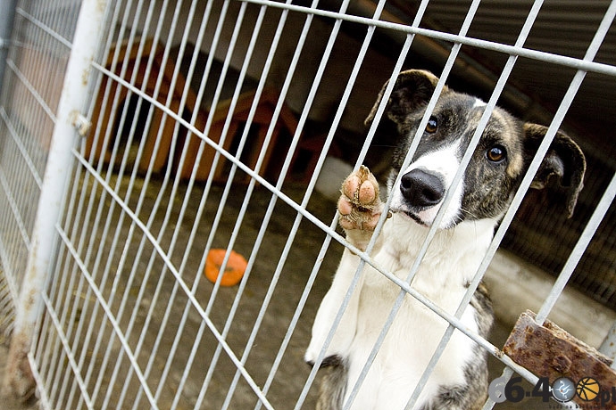 10/20 Gorzów: Schronisko dla bezdomnych zwierząt