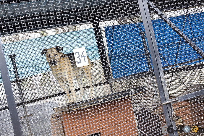 11/20 Gorzów: Schronisko dla bezdomnych zwierząt