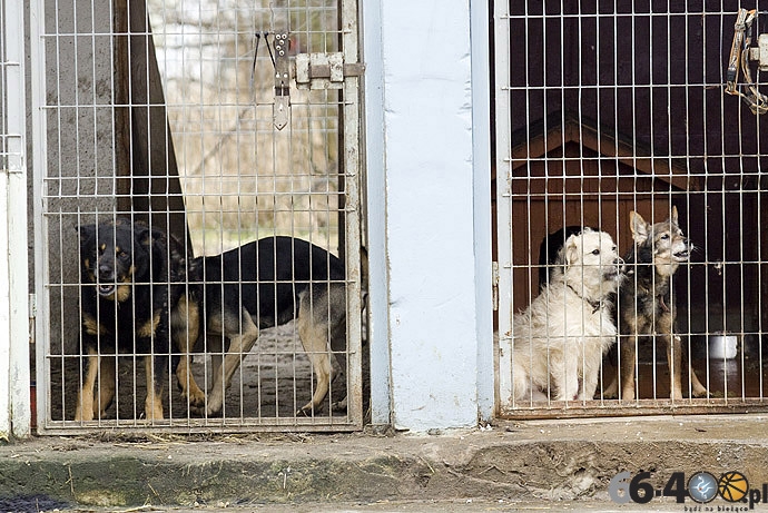 12/20 Gorzów: Schronisko dla bezdomnych zwierząt